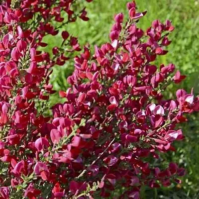 Ракитник БОСКОП РУБИ   Ракитник БОСКОП РУБИ  в Перми