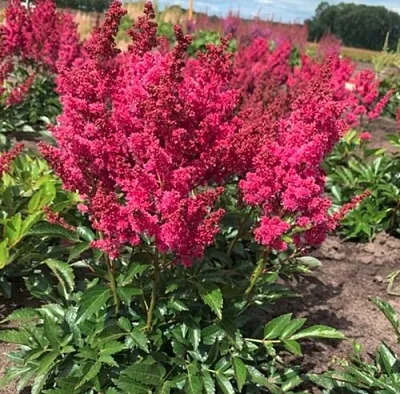 Астильба ЛАКИ ДЕЙ Арендса в Перми