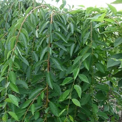 Черешня ПЕНДУЛА декоративная  Черешня ПЕНДУЛА декоративная в Перми