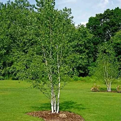 Береза бумажная в Перми