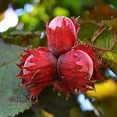 Фундук КРАСНЫЙ ЯНТАРЬ  Фундук КРАСНЫЙ ЯНТАРЬ в Перми