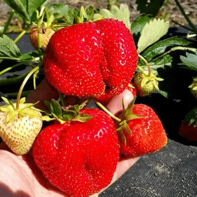 Клубника АПРИКА  Клубника АПРИКА в Перми