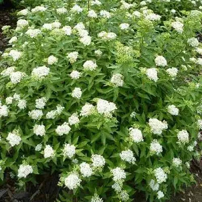 Спирея АЛЬБИФЛОРА японская  Спирея АЛЬБИФЛОРА японская в Перми