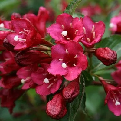 Вейгела ЕВА РАТКЕ  Вейгела ЕВА РАТКЕ в Перми