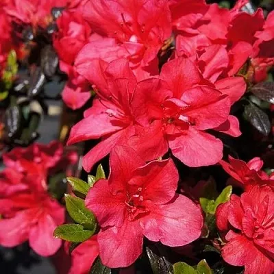 Азалия МАРУШКА японская  Азалия МАРУШКА японская в Перми