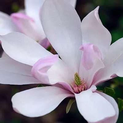 Магнолия ПИНКИ  Магнолия ПИНКИ в Перми