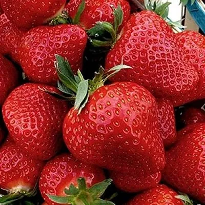 Клубника КЛЕРИ  Клубника КЛЕРИ в Перми