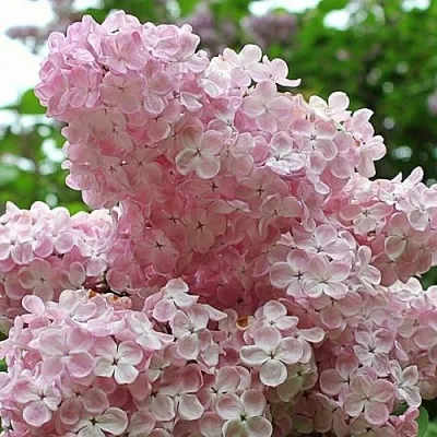 Сирень ВЕЧЕРНИЙ ЗВОН в Перми