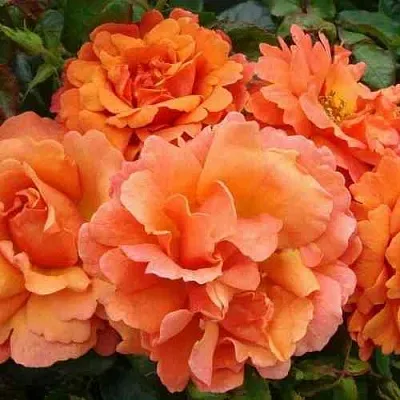 Саженцы роз БРИДЖ ОФ САЙЗ плетистая в Перми