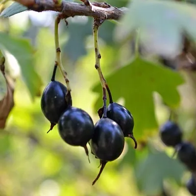 Смородина золотистая ДУСТЛИК  Смородина золотистая ДУСТЛИК в Перми