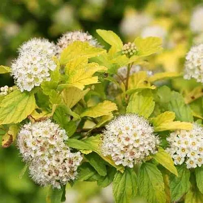 Пузыреплодник АНГЕЛ ГОЛД  Пузыреплодник АНГЕЛ ГОЛД в Перми