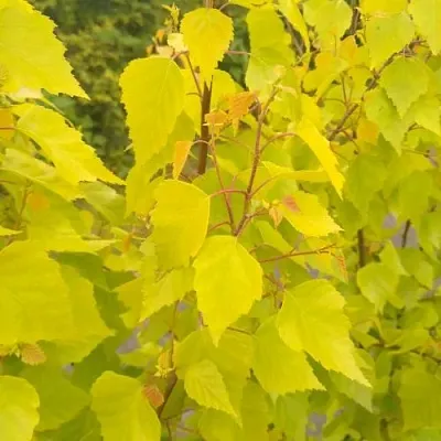 Берёза ГОЛДЕН ОБЕЛИСК повислая  в Перми