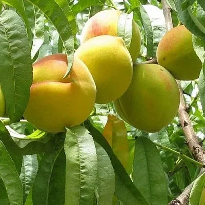 Персик СЕЯНЕЦ СТАРКА  Персик СЕЯНЕЦ СТАРКА в Перми