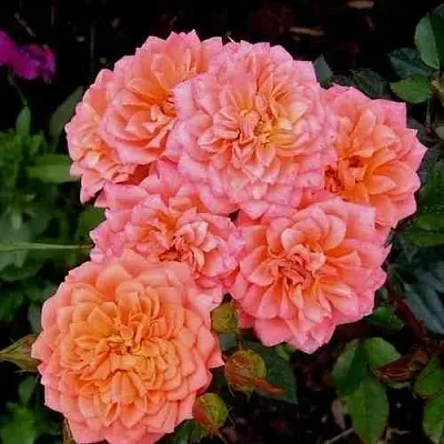 Саженцы роз НИНЕТТА спрей  Саженцы роз НИНЕТТА спрей в Перми