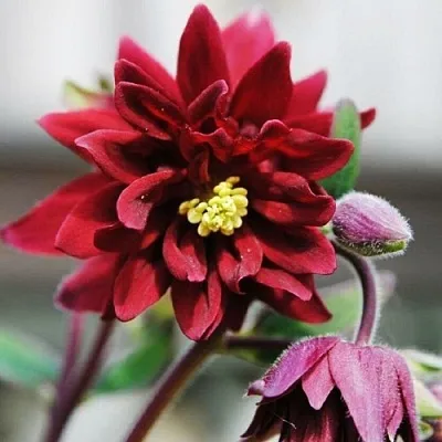 Аквилегия РУБИ ПОРТ обыкновенная в Перми