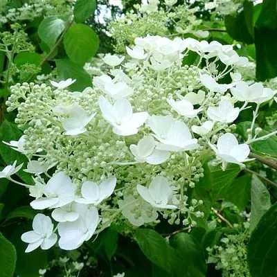 Гортензия УАЙТ ДОМ древовидная  Гортензия УАЙТ ДОМ древовидная в Перми