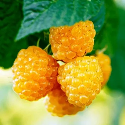 Малина МЕДОВАЯ  Малина МЕДОВАЯ в Перми