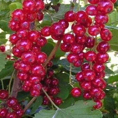 Смородина красная ПУРПУРНАЯ  Смородина красная ПУРПУРНАЯ в Перми