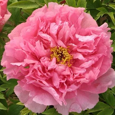 Пион СЕРЕБРИСТЫЙ РУЧЕЙ древовидный  Пион СЕРЕБРИСТЫЙ РУЧЕЙ древовидный в Перми