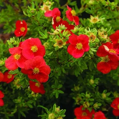 Лапчатка РЕД АЙС кустарниковая  Лапчатка РЕД АЙС кустарниковая в Перми