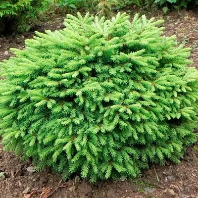 Ель НИДИФОРМИС обыкновенная  Ель НИДИФОРМИС обыкновенная в Перми