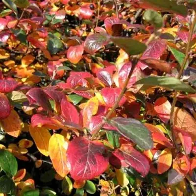 Кизильник блестящий в Перми