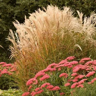 Злаки в Перми