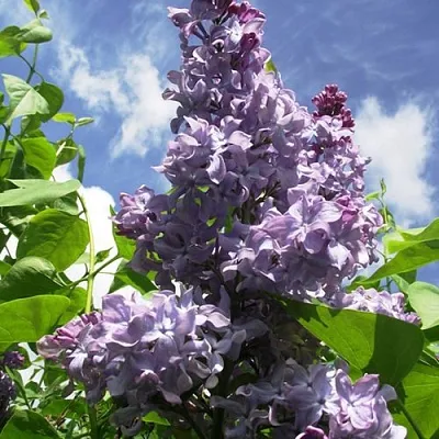 Сирень КРЫЛЬЯ НАДЕЖДЫ  Сирень КРЫЛЬЯ НАДЕЖДЫ в Перми