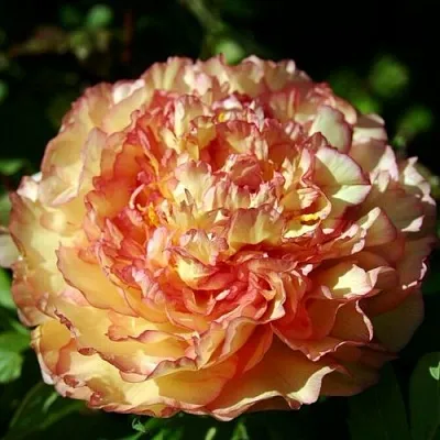 Пион ЗОЛОТАЯ РОССЫПЬ древовидный  Пион ЗОЛОТАЯ РОССЫПЬ древовидный в Перми