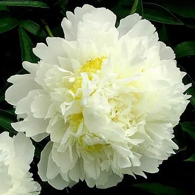 Пион ЗОЛОТОЙ ОРЕОЛ травянистый  Пион ЗОЛОТОЙ ОРЕОЛ травянистый в Перми