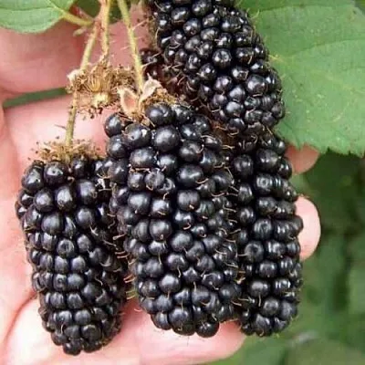 Ежевика ЛОХ НЕСС бесшипная в Перми