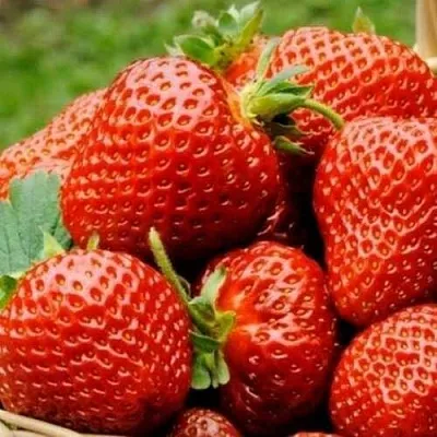 Клубника ФЛОРЕНС  Клубника ФЛОРЕНС в Перми