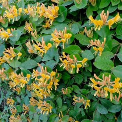 Жимолость ТЕЛЬМАНА в Перми