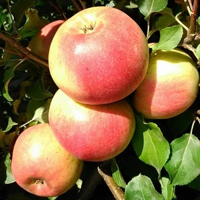 Яблоня ЭМБАССИ  Яблоня ЭМБАССИ в Перми