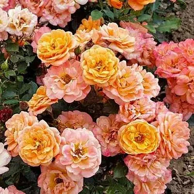 Саженцы роз ЭПРИКОТ КЛЕМЕНТИНА миниатюрная  Саженцы роз ЭПРИКОТ КЛЕМЕНТИНА миниатюрная в Перми