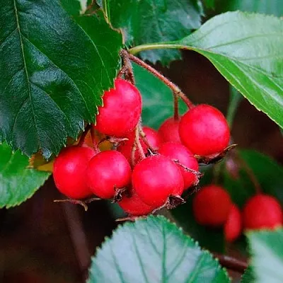 Боярышник ЛЮДМИЛ  Боярышник ЛЮДМИЛ в Перми