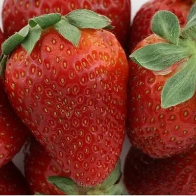 Клубника ФЛАМИНИЯ  Клубника ФЛАМИНИЯ в Перми