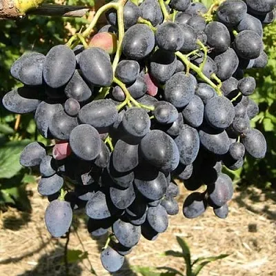 Виноград НАДЕЖДА АЗОС в Перми