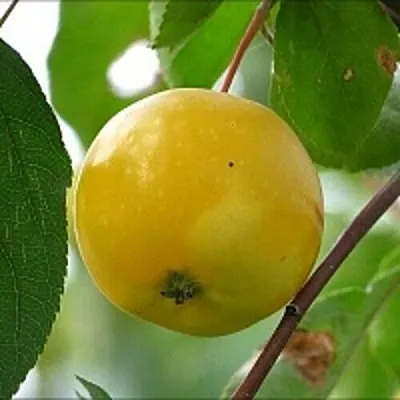 Яблоня КИТАЙКА ЖЁЛТАЯ колонновидная  Яблоня КИТАЙКА ЖЁЛТАЯ колонновидная в Перми