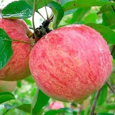 Яблоня КОРИЧНОЕ ПОЛОСАТОЕ  Яблоня КОРИЧНОЕ ПОЛОСАТОЕ в Перми