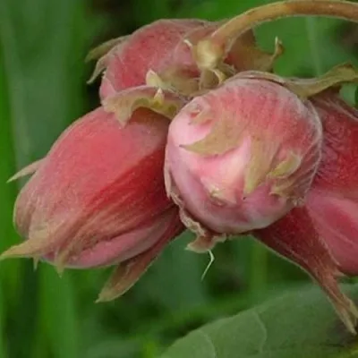 Фундук АКАДЕМИК ЯБЛОКОВ в Перми