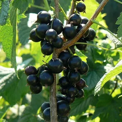 Смородина черная ВОЛОГДА в Перми