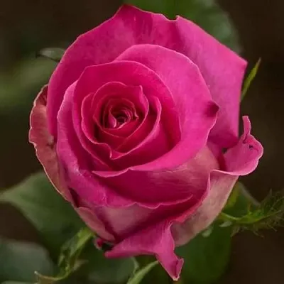 Саженцы роз ТОПАЗ чайно-гибридная в Перми