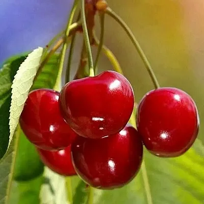 Черешня ТЕРЕМОШКА  Черешня ТЕРЕМОШКА в Перми