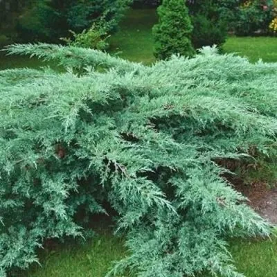 Можжевельник ГРЕЙ ОУЛ виргинский — описание сорта Можжевельник ГРЕЙ ОУЛ виргинский в Перми