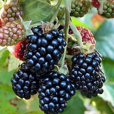 Ежевика ОУАЧИТА бесшипная в Перми