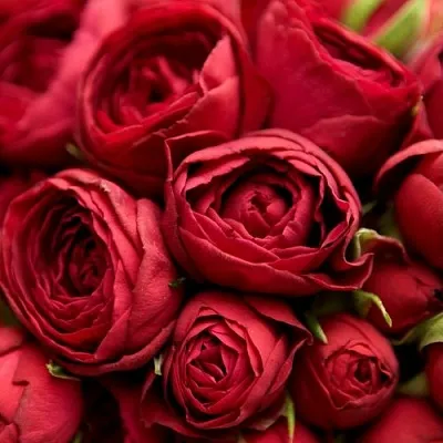 Саженцы роз РЕД ЛЕЙС спрей  Саженцы роз РЕД ЛЕЙС спрей в Перми