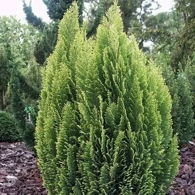 Кипарисовик ЭЛВУДИ ЭМПАЙР лавсана в Перми