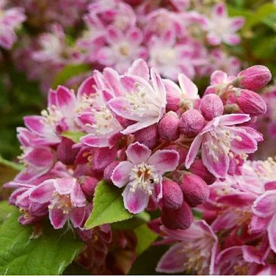 Дейция СТРОБЕРРИ ФИЛДС   Дейция СТРОБЕРРИ ФИЛДС  в Перми