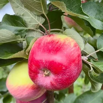 Яблоня АРБАТ колонновидная  Яблоня АРБАТ колонновидная в Перми